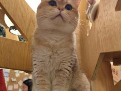 -MOCHA明星猫咖(田子坊店)