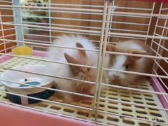 -宠物兔专门店(天丰利市场店)