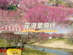 -花开海上生态园