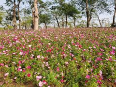 -芒洲湿地公园