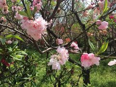 -南汇桃花村