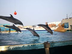 -秦皇岛乐岛海洋王国