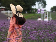 -大塘金香草谷