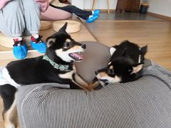 -南京Hallo宠物乐园·哈罗犬舍·柴犬繁育基地
