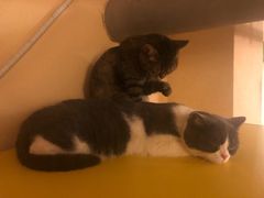 -猫友咖啡店(玉林西路店)