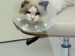 -达爱动物医院·犬猫分区·CT·复杂眼科(远洋山水分院)