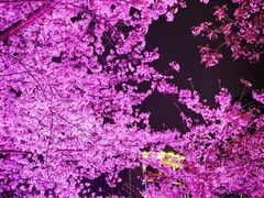 -西北湖绿化广场