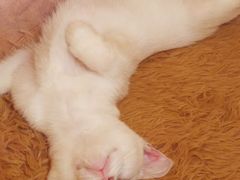 -猫猫幼稚园·撸猫·桌游·电玩