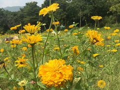 -田野绿世界