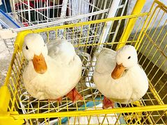 -浣熊柯尔鸭土拨鼠·电玩咖