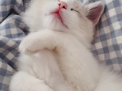 -Bastet sally猫舍购宠(静安店)