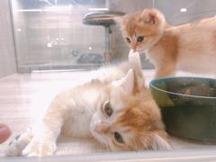 -飞行喵MR PILOT|猫舍·猫咖(静安大融城店)