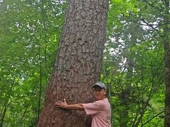 -五营红松林海景区