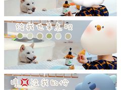 -柴务处·柴犬主题狗咖