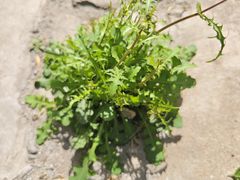 -天幕新彩云国际影城(激光巨幕店)