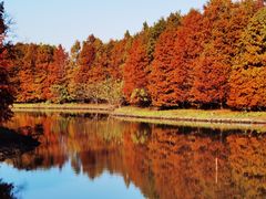 -上海海湾国家森林公园