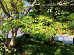 -嘉定紫藤园