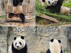 -上海野生动物园