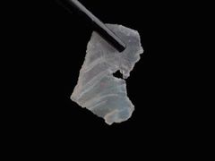 -八仔大富楼·河鲜(西江店)