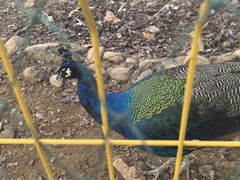 -丽泽山庄·生态怀柔菜·虹鳟鱼(红螺寺店)