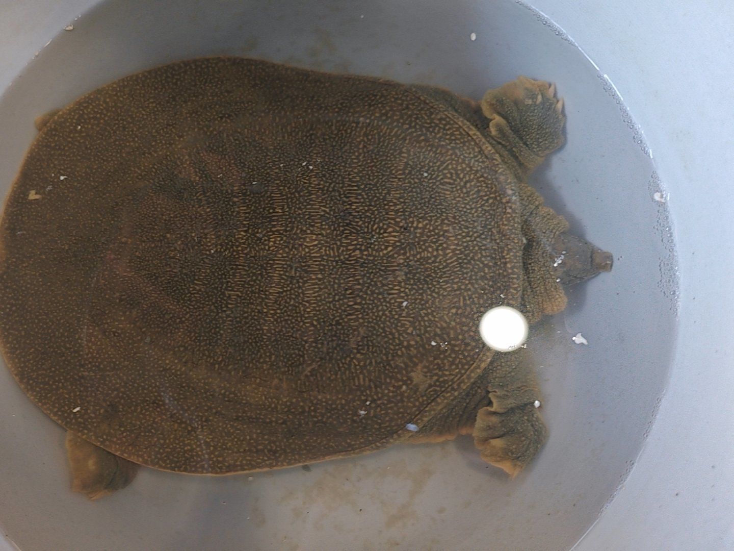 深湖里的"鳖王"遇见深山里的战斗"鸡"定