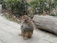 -黔灵山公园