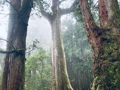 -阿里山神木遗迹