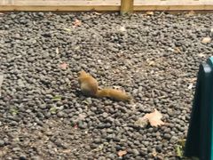 -西湖外事游船(湖滨二公园外事游船码头)