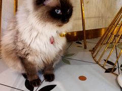 -喵喵咪呀布偶猫咖(春熙路店)