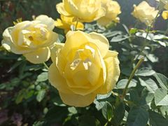 -永定河休闲森林公园