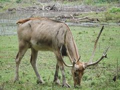 -北京麋鹿生态实验中心