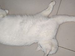 -欧奕国际动物医院