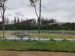 -上海长兴岛郊野公园