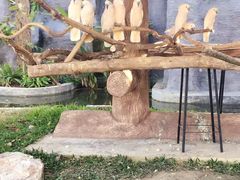 -清迈夜间动物园