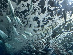 -上海海洋水族馆