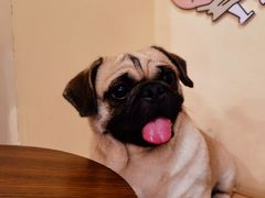-喜柴咖啡·柴犬狗咖