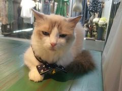 -喵喵咪呀布偶猫咖(春熙路店)