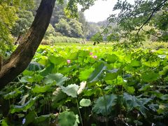 -韶山毛泽东同志故居