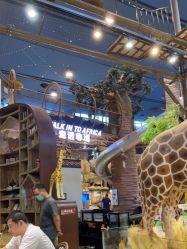 -卡通尼·Safari非洲探索乐园·生日会(金桥国际商业广场店)
