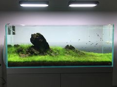 -ADA自然水景世界