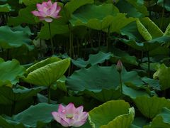 -荔湾湖公园