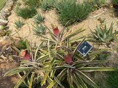 -东莞植物园
