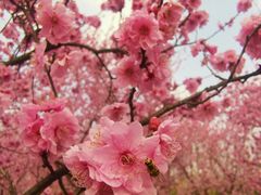 -白塘生态植物园