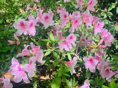 -上海共青森林公园