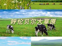 -呼伦贝尔大草原