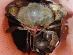 -瑞丽活螃蟹(芒市店)