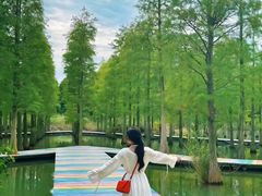 -泗洪洪泽湖湿地景区
