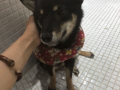 -柴务处·柴犬主题狗咖
