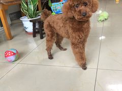 -惠康宠物医院(华能路店)