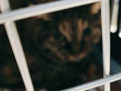 -艾贝尔宠物医院·24H转诊中心·肿瘤猫专科(江宁双龙店)